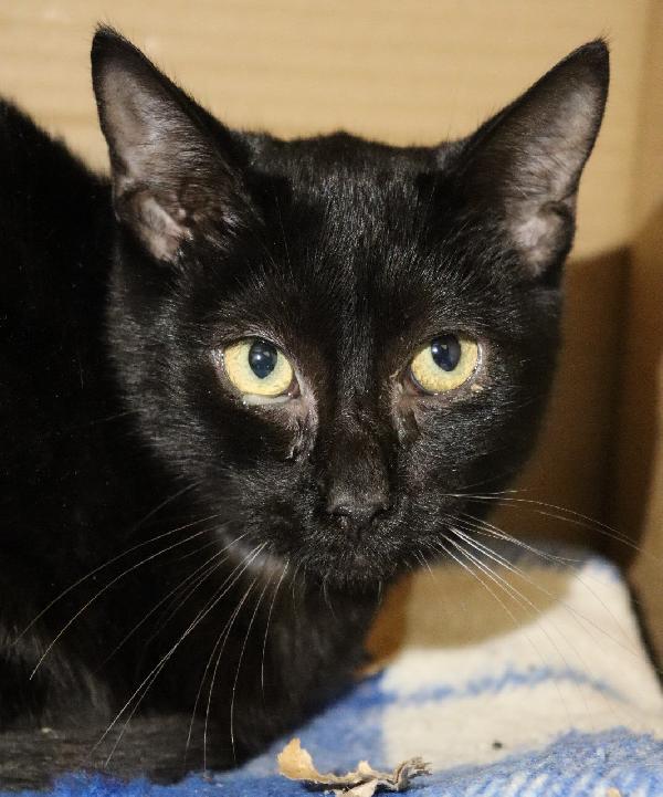 Cioccolatino, Micio Dolcissimo (Circa Metà '24)